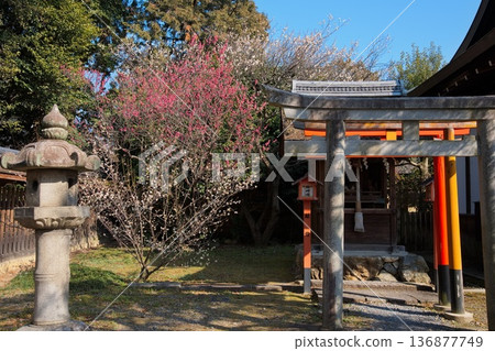 京都梅宮神社的梅花 136877749