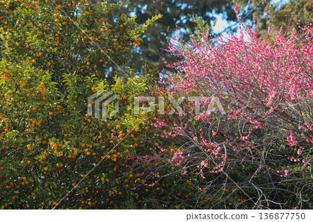 京都梅宮神社的梅花 京都梅宮神社的梅花 136877750