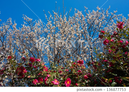 京都梅宮神社的梅花 136877753