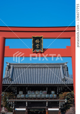 Plum blossoms at Umemiya Shrine in Kyoto 136877755
