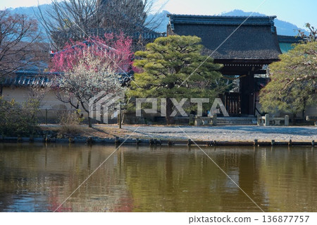 Plum blossoms at Umemiya Shrine in Kyoto Plum blossoms at Umemiya Shrine in Kyoto 136877757