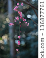 京都梅宮神社的梅花 136877761
