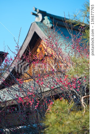 Plum blossoms at Umemiya Shrine in Kyoto 136877765