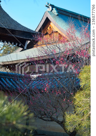 京都梅宮神社的梅花 京都梅宮神社的梅花 136877766