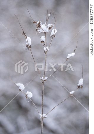 Snow falling softly on thin branches Snow falling softly on thin branches 136877777