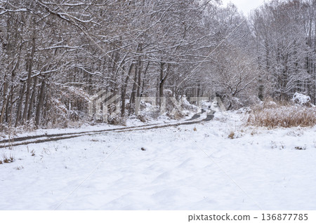 一片靜謐的景象,白雪皚皚的道路和車轍沿著白雪覆蓋的森林邊緣延伸。 一片靜謐的景象,白雪皚皚的道路和車轍沿著白雪覆蓋的森林邊緣延伸。 136877785