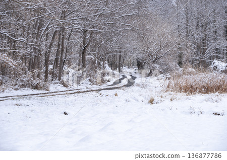 一片靜謐的景象,白雪皚皚的道路和車轍沿著白雪覆蓋的森林邊緣延伸。 一片靜謐的景象,白雪皚皚的道路和車轍沿著白雪覆蓋的森林邊緣延伸。 136877786