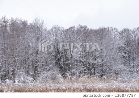 A silvery landscape of a snow-covered winter forest and dead grass 136877787