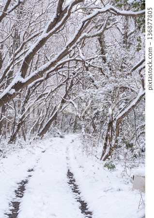 An arch of snow-covered trees overhead and a snowy path leading into the forest An arch of snow-covered trees overhead and a snowy path leading into the forest 136877805