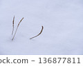 一幅極簡主義的冬季景象：枯草從雪地中探出頭來。 136877811