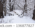 一片寂靜的森林，覆蓋著皚皚白雪和銀白色的倒木。 136877827