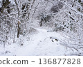 白雪皚皚的冬日林間小徑與樹木 136877828