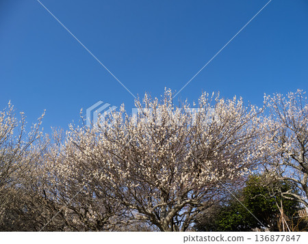 White plum blossoms blooming in early spring [Tsuki no Katsura] 136877847