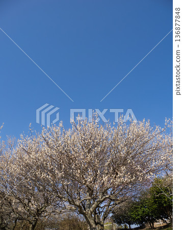 White plum blossoms blooming in early spring [Tsuki no Katsura] 136877848