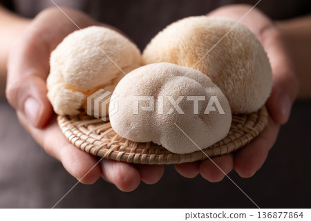 Fresh Lion's Mane mushroom (Hericium erinaceus) or Yamabushitake mushroom in hand 136877864