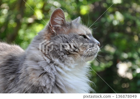 一隻加拿大貓在陽台上曬太陽 136878049