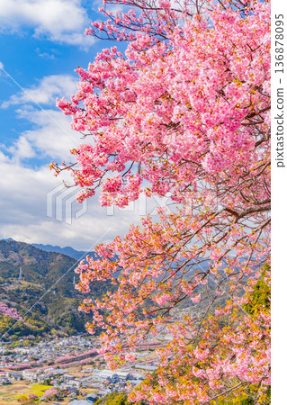 (靜岡縣)從河津城遺址公園看到的河津櫻花樹 (靜岡縣)從河津城遺址公園看到的河津櫻花樹 136878095