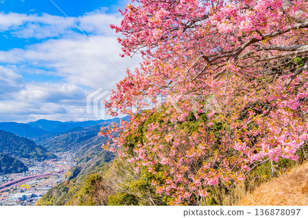 (靜岡縣)從河津城遺址公園看到的河津櫻花樹 (靜岡縣)從河津城遺址公園看到的河津櫻花樹 136878097