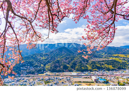 (靜岡縣)從河津城遺址公園看到的河津櫻花樹 (靜岡縣)從河津城遺址公園看到的河津櫻花樹 136878099
