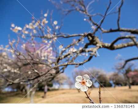 White plum blossoms blooming in early spring [Setsugekka] 136878145
