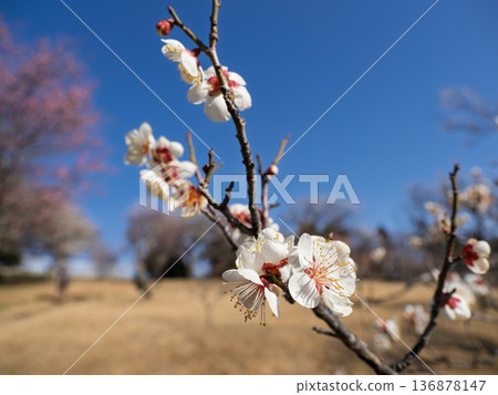 White plum blossoms blooming in early spring [Setsugekka] 136878147