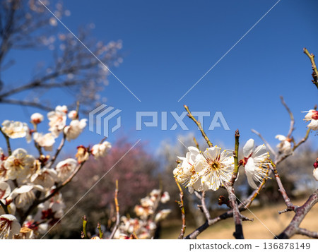 White plum blossoms blooming in early spring [Setsugekka] 136878149