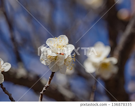 White plum blossoms bloom in early spring [Shirakaga] 136878335