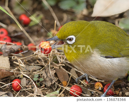 吃紅色水果吃它 136878366