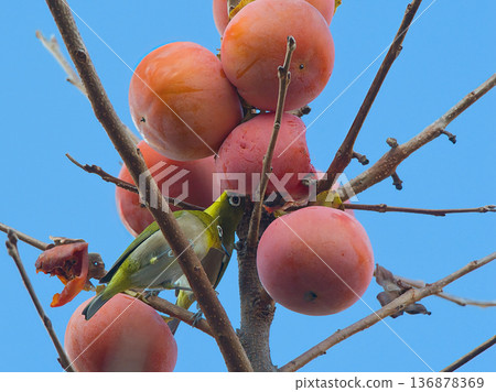 Persimmons shining against the blue sky and a Japanese white-eye pecking at them 136878369