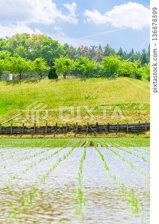 宮城縣：水稻插秧後的景色 136878399