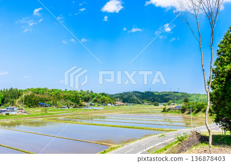 Miyagi: Scenery immediately after rice planting 136878403
