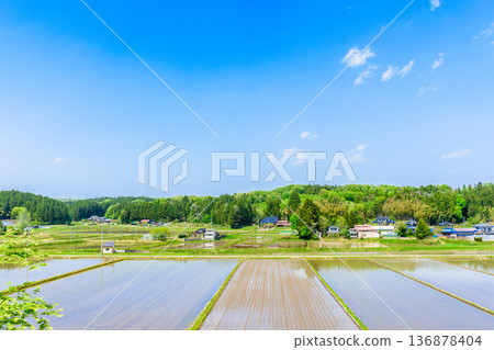 宮城縣：水稻插秧後的景色 136878404