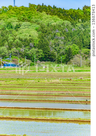 宮城縣：水稻插秧後的景色 136878413