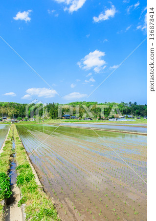 宮城縣:水稻插秧後的景色 宮城縣:水稻插秧後的景色 136878414