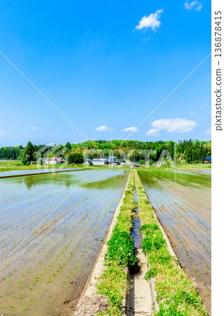 Miyagi: Scenery immediately after rice planting Miyagi: Scenery immediately after rice planting 136878415
