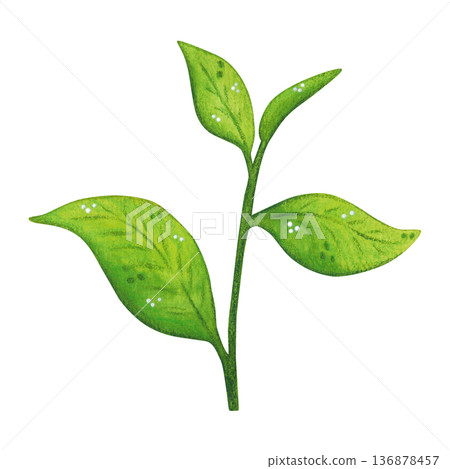 A sprig of green tea leaves. Hand-drawn watercolor illustration, cartoon. Design for stickers, cards, posters, scrapbooking. Food, China, ceremony, tea party, China, India, Japan 136878457