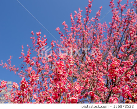 Plum blossoms blooming in early spring: Red plums (Tobai) Plum blossoms blooming in early spring: Red plums (Tobai) 136878528