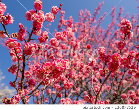 Plum blossoms blooming in early spring: Red plums (Tobai) Plum blossoms blooming in early spring: Red plums (Tobai) 136878529