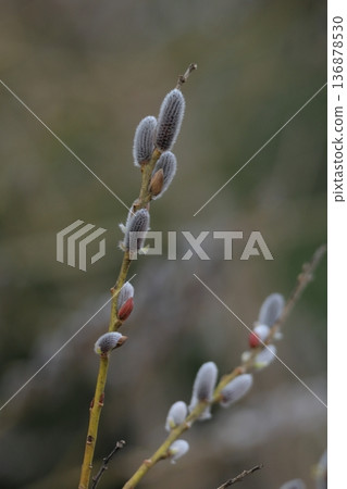 Early spring pussy willow Early spring pussy willow 136878530