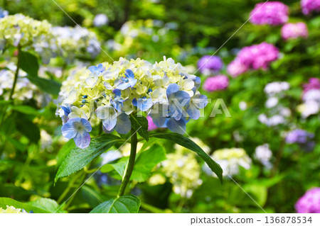 Beautiful hydrangeas at Hondo-ji Temple (Matsudo City, Chiba Prefecture) Beautiful hydrangeas at Hondo-ji Temple (Matsudo City, Chiba Prefecture) 136878534