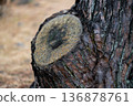 Stump tree rings close-up 136878761
