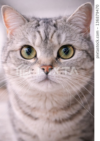 貓咪看著鏡頭的特寫鏡頭 136879470