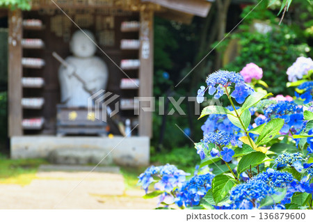 本堂寺的美麗繡球花(千葉縣松戶市) 本堂寺的美麗繡球花(千葉縣松戶市) 136879600