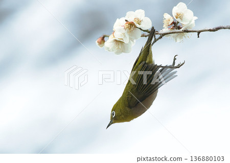 White-eye flying from a plum branch White-eye flying from a plum branch 136880103