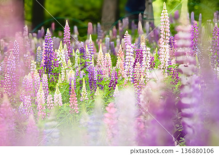 Beautiful lupine 136880106