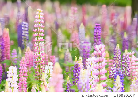 亮紫色的羽扇豆 136880107