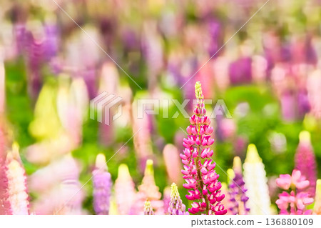 Lupine flowers blooming in the spring flowerbed 136880109