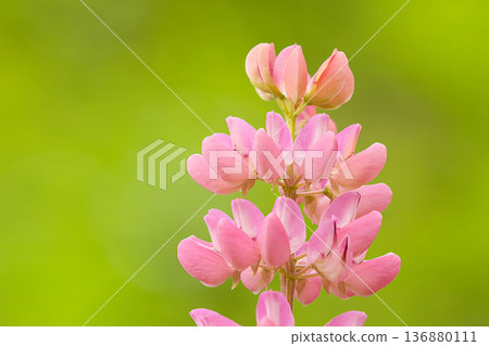 Beautiful pink lupine 136880111