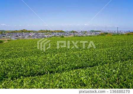 新茶園與四日市城市景觀（三重縣四日市川島町） 136880270