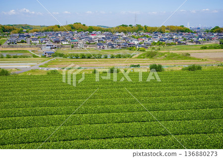 新茶園與四日市城市景觀(三重縣四日市川島町) 新茶園與四日市城市景觀(三重縣四日市川島町) 136880273